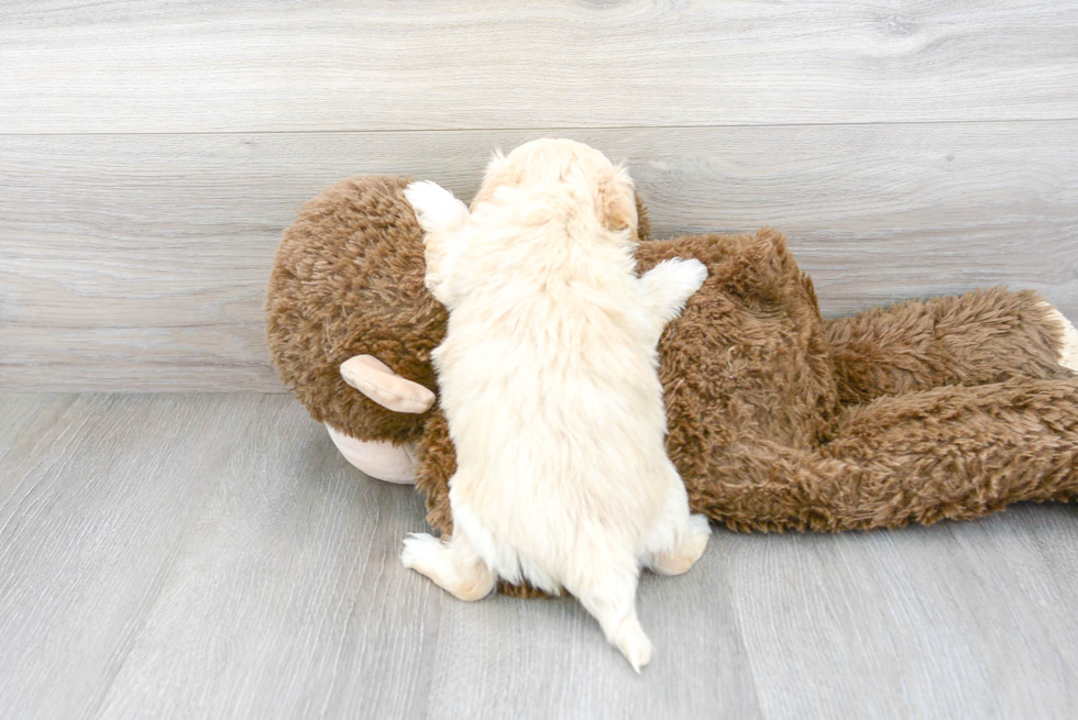 Playful Maltese Poodle Poodle Mix Puppy