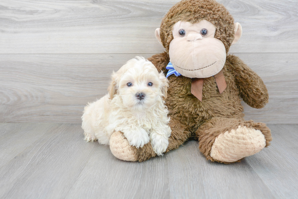 Maltipoo Puppy for Adoption