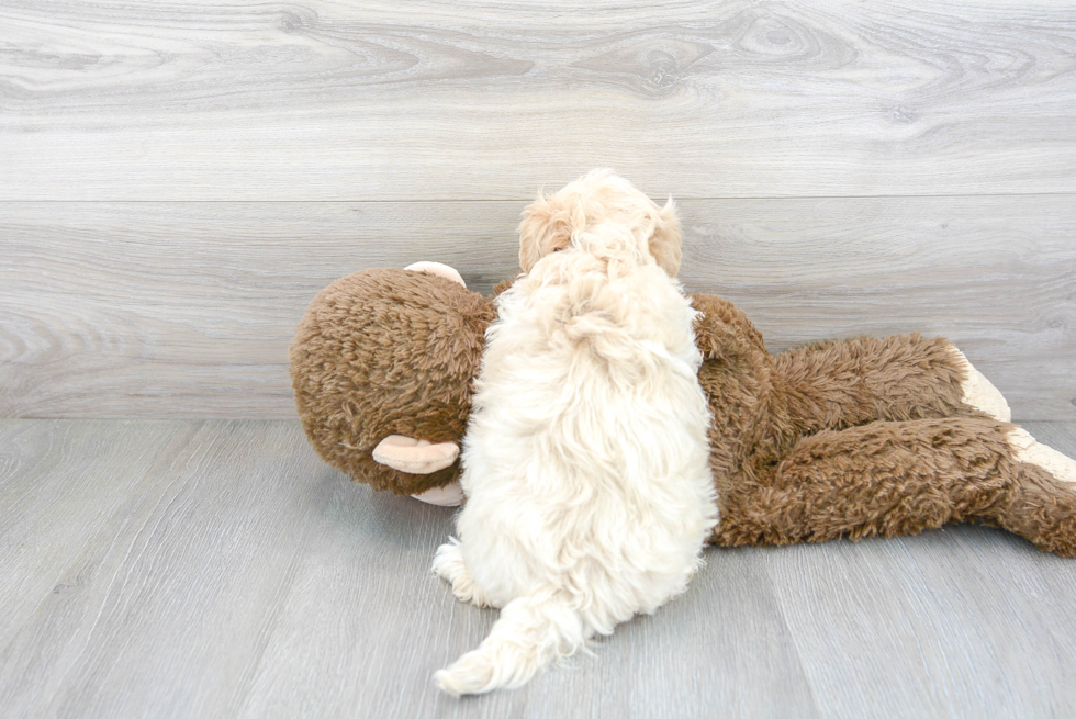 Smart Maltipoo Poodle Mix Pup