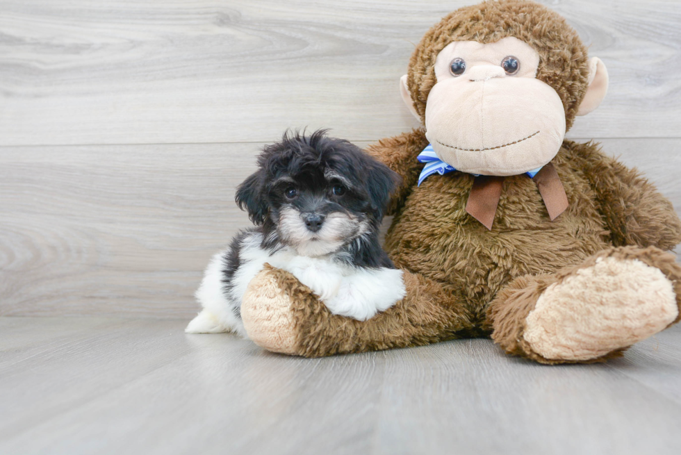 Maltipoo Pup Being Cute