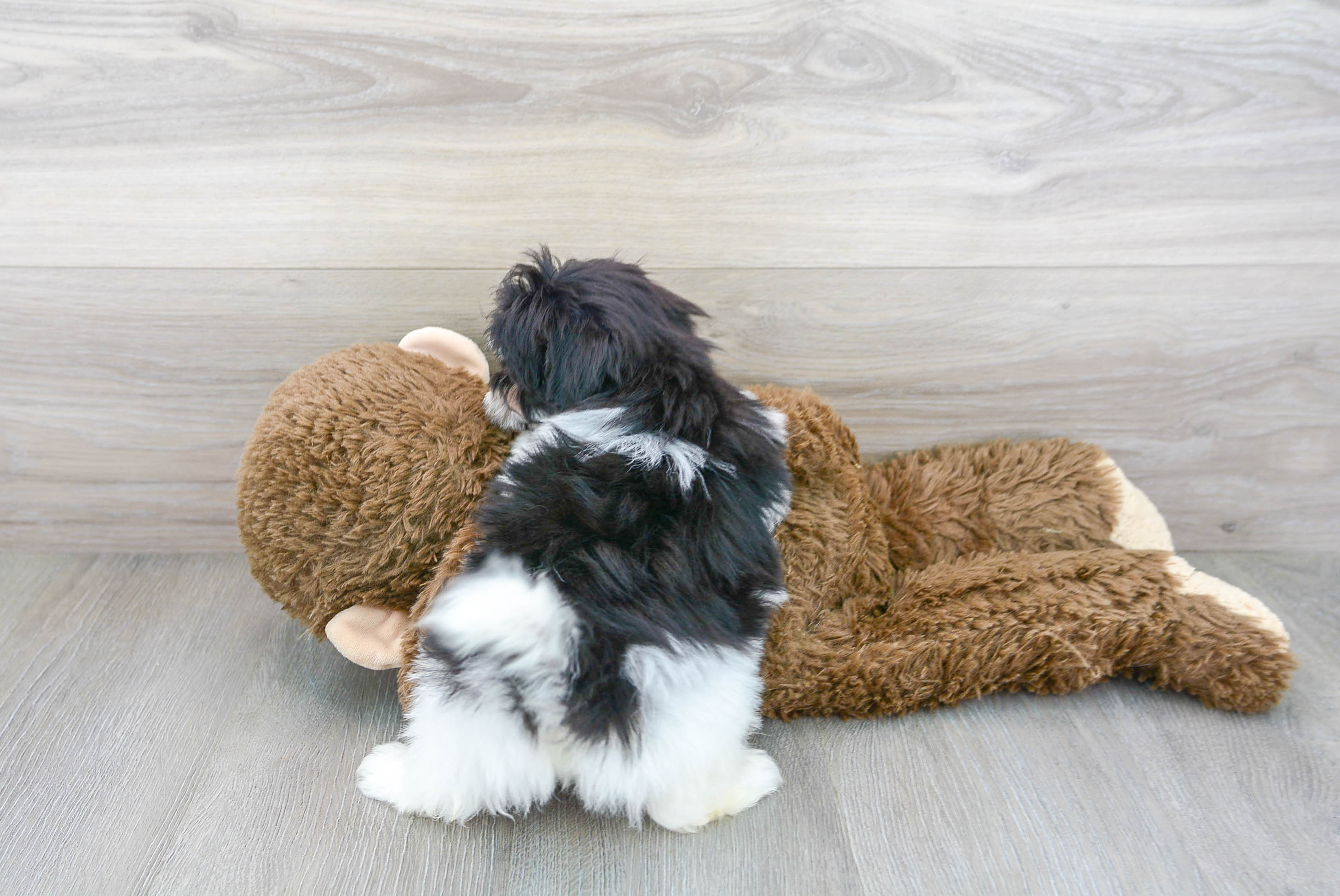 Maltipoo Puppy for Adoption