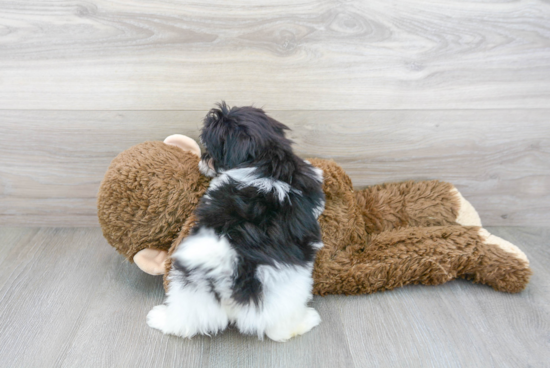 Maltipoo Puppy for Adoption