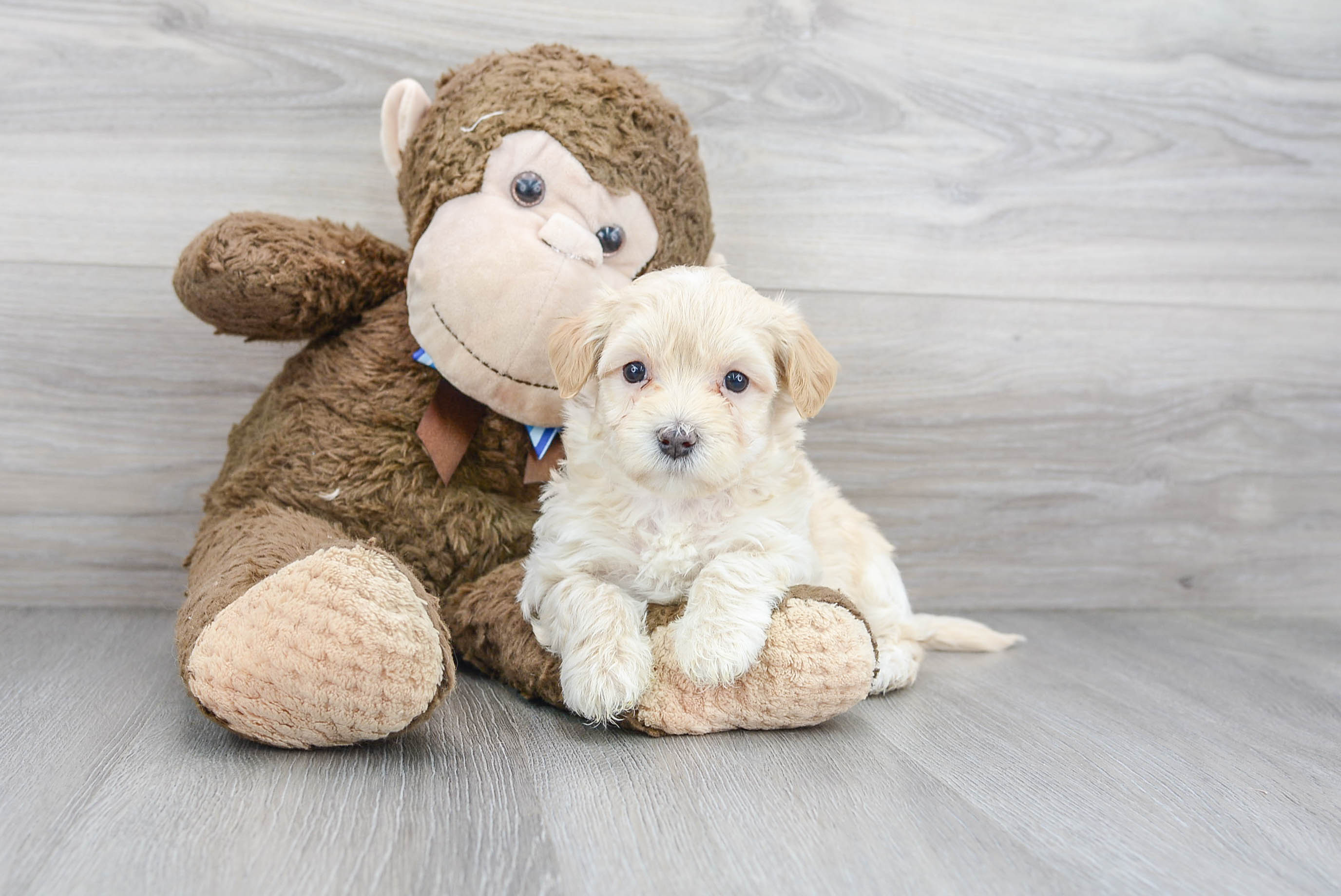Energetic Maltepoo Poodle Mix Puppy
