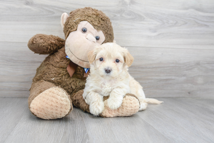 Energetic Maltepoo Poodle Mix Puppy