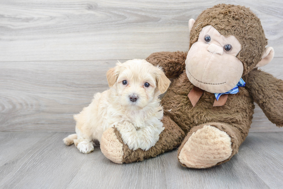 Maltipoo Pup Being Cute