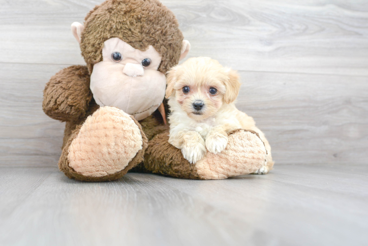 Little Maltepoo Poodle Mix Puppy