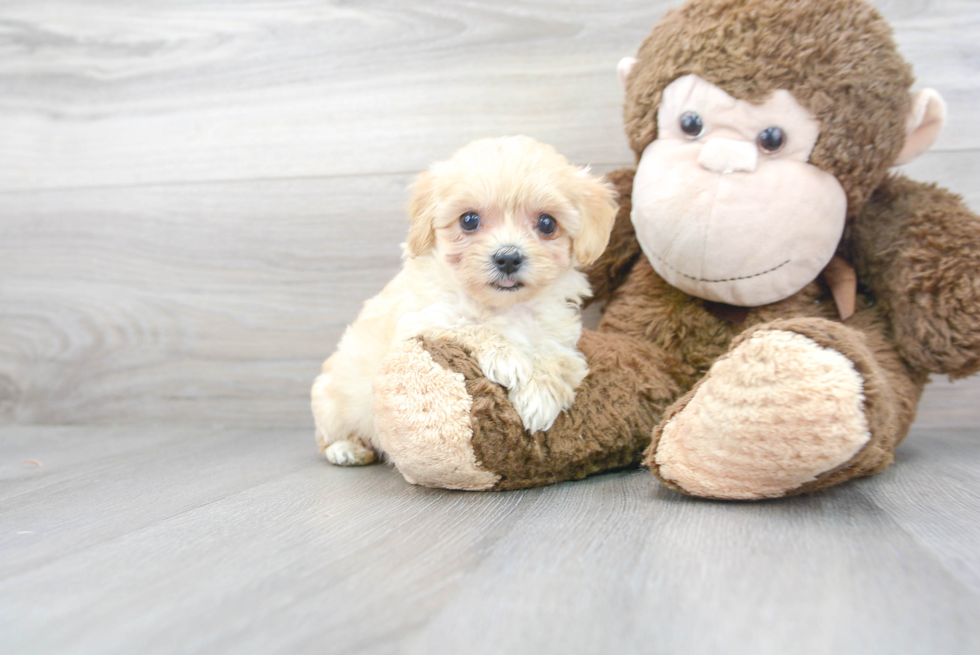 Maltipoo Puppy for Adoption