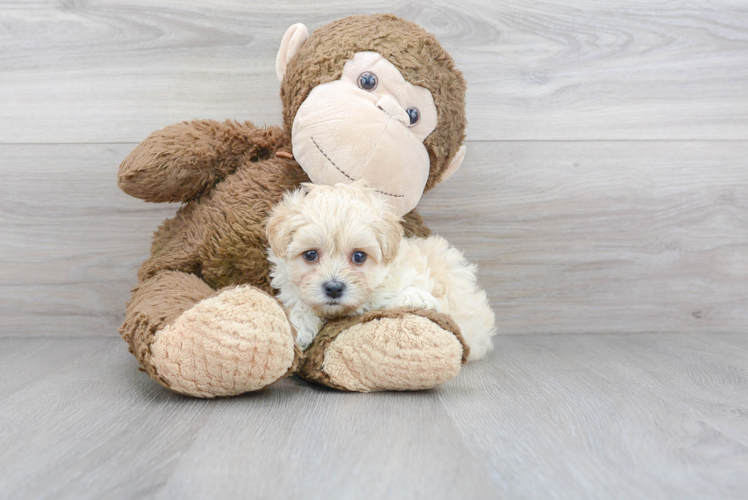 Small Maltipoo Baby