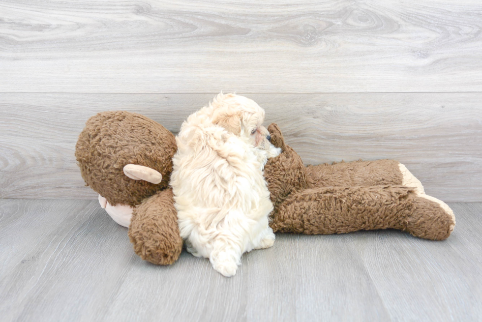 Maltipoo Pup Being Cute