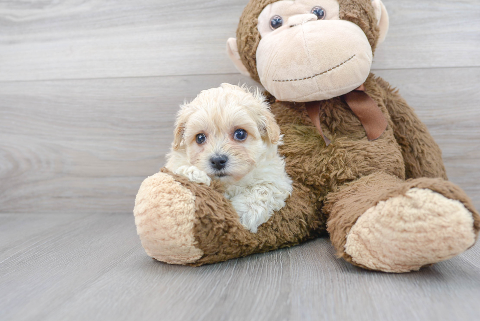 Maltipoo Puppy for Adoption