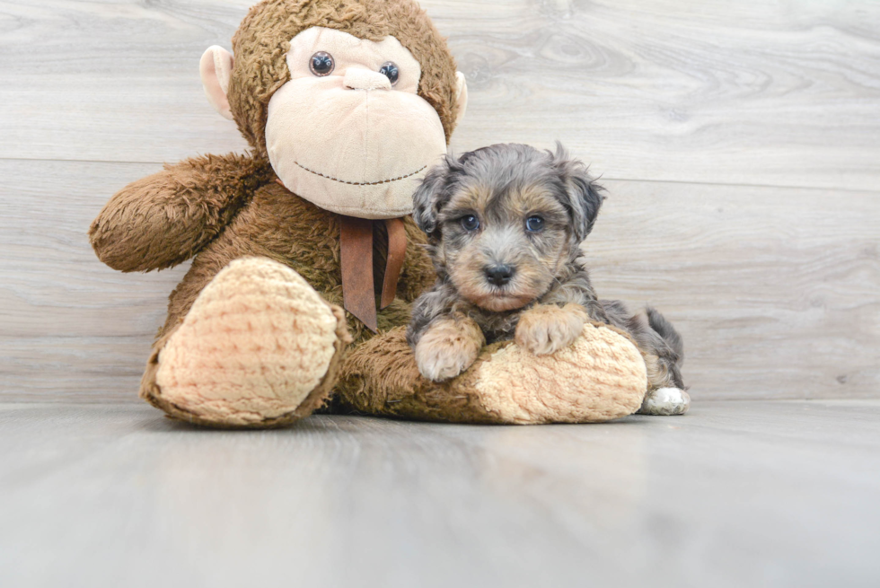 Popular Maltipoo Poodle Mix Pup