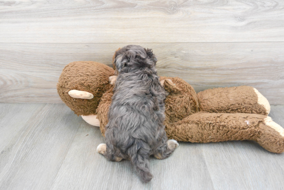 Adorable Maltese Poodle Poodle Mix Puppy