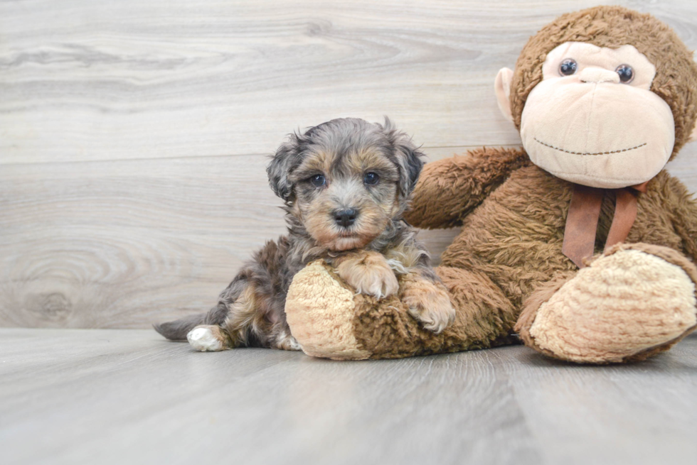 Playful Maltepoo Poodle Mix Puppy