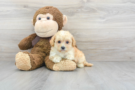 Popular Maltipoo Poodle Mix Pup