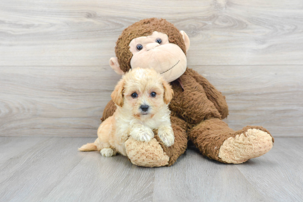 Maltipoo Puppy for Adoption