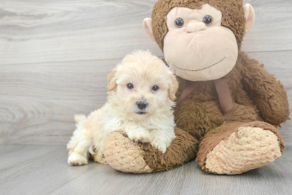 Small Maltipoo Baby