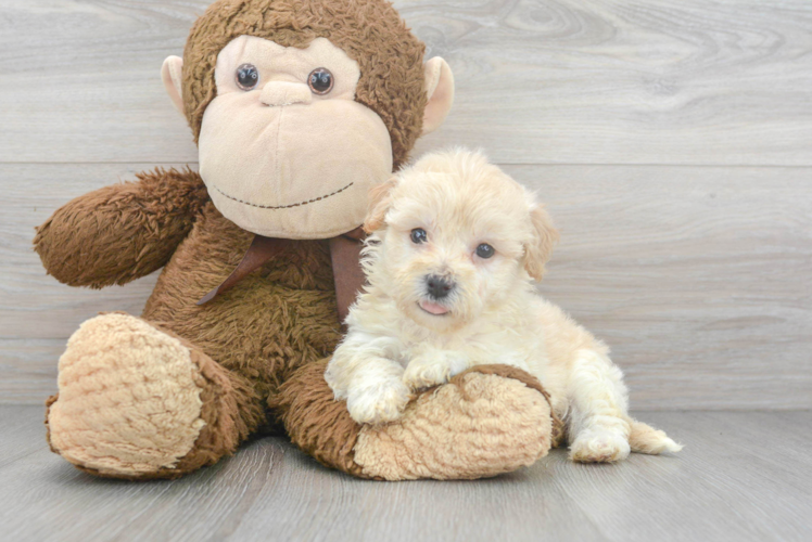 Friendly Maltipoo Baby