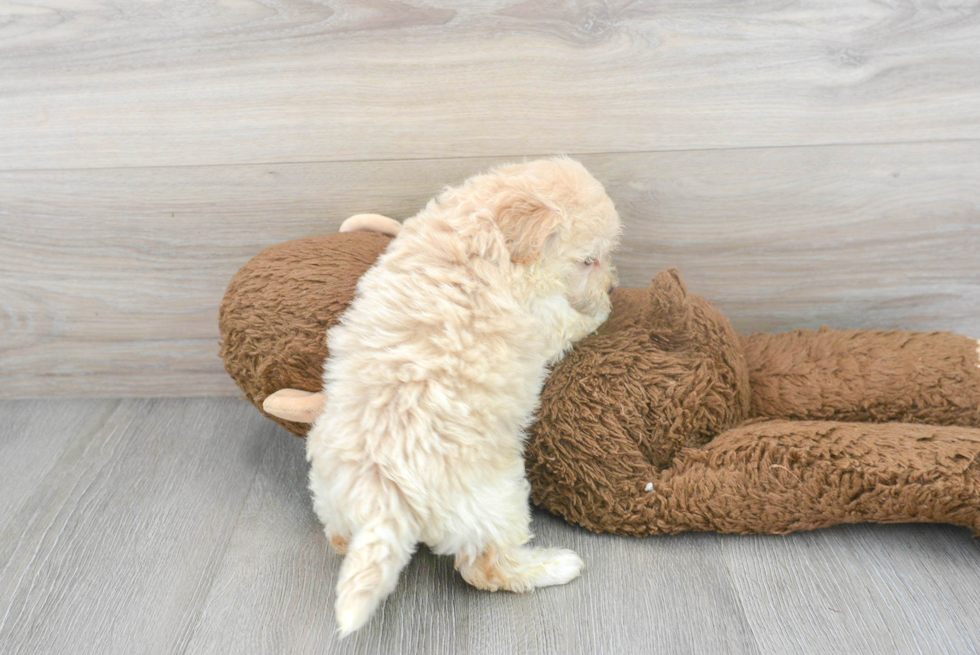 Popular Maltipoo Poodle Mix Pup