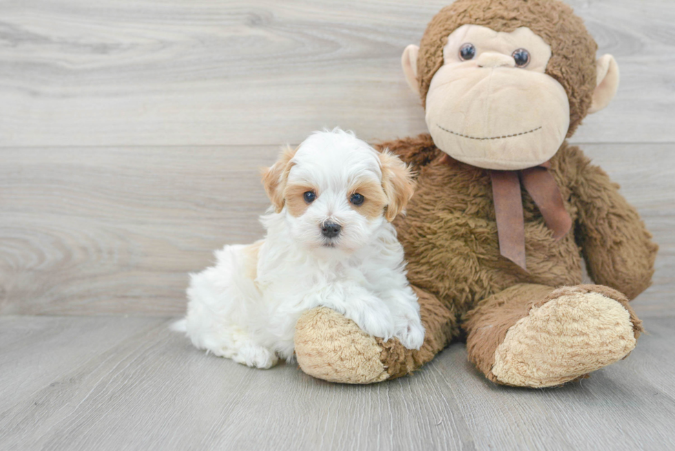 Sweet Maltipoo Baby