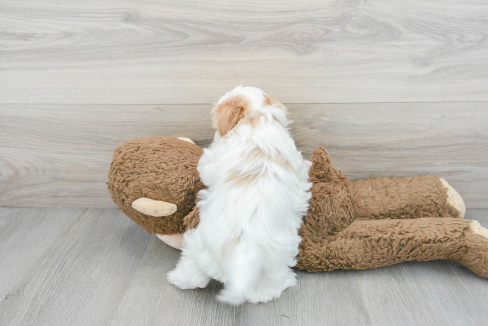 Maltipoo Pup Being Cute