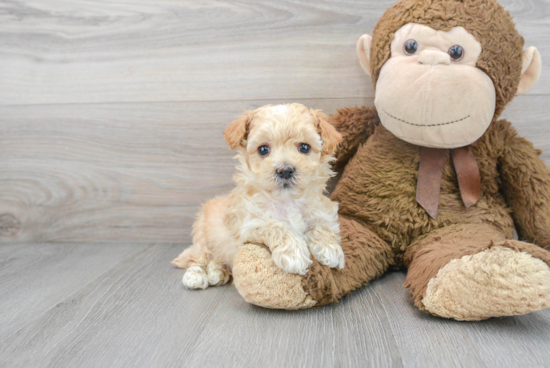 Maltipoo Pup Being Cute