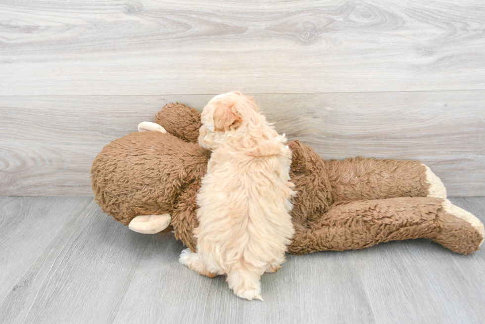 Maltipoo Pup Being Cute