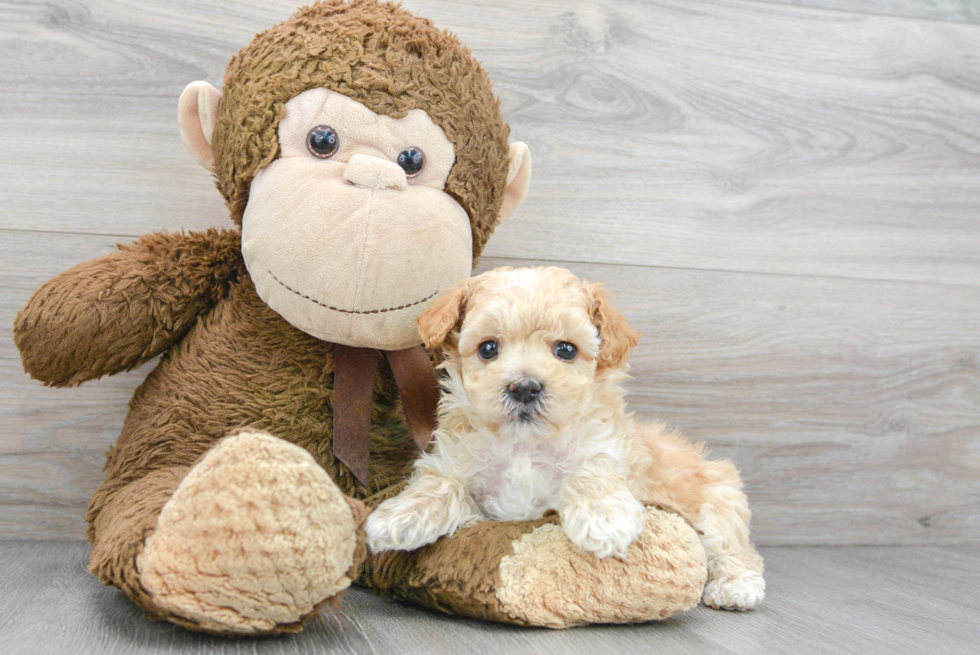 Maltipoo Pup Being Cute