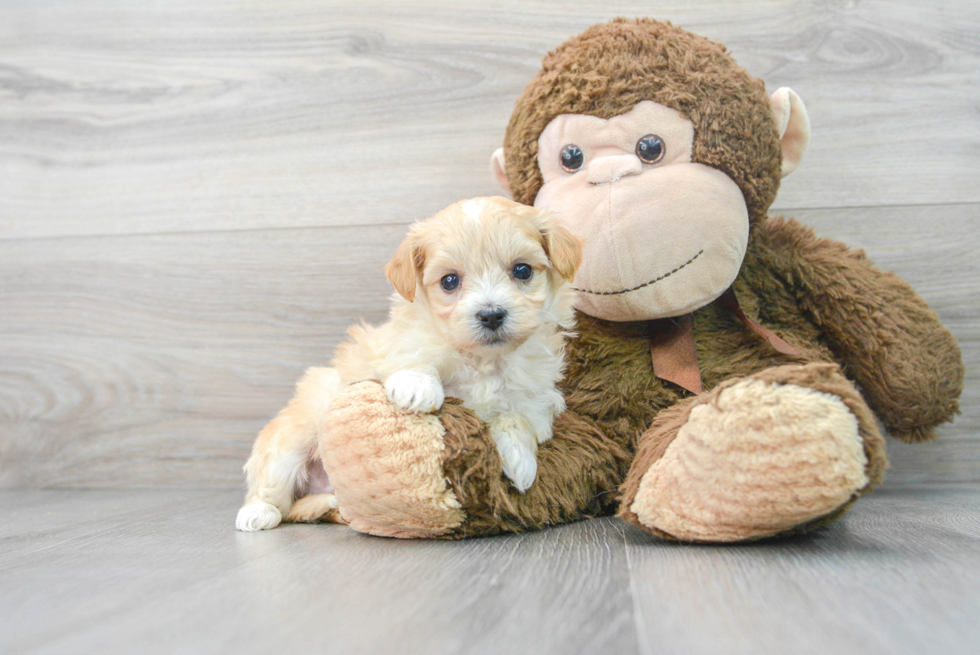 Energetic Maltepoo Poodle Mix Puppy