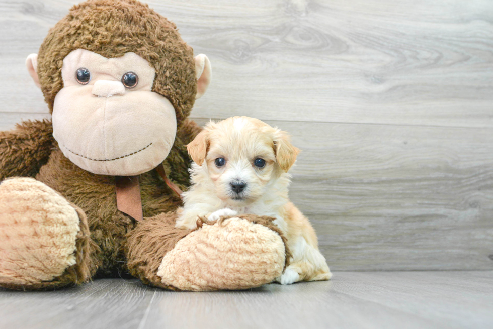 Fluffy Maltipoo Poodle Mix Pup