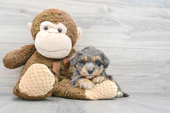 Energetic Maltese Poodle Poodle Mix Puppy