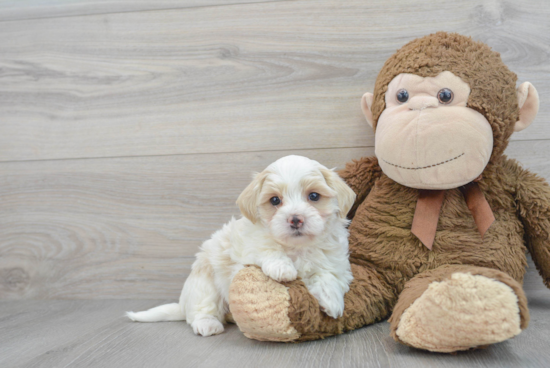 Adorable Maltepoo Poodle Mix Puppy