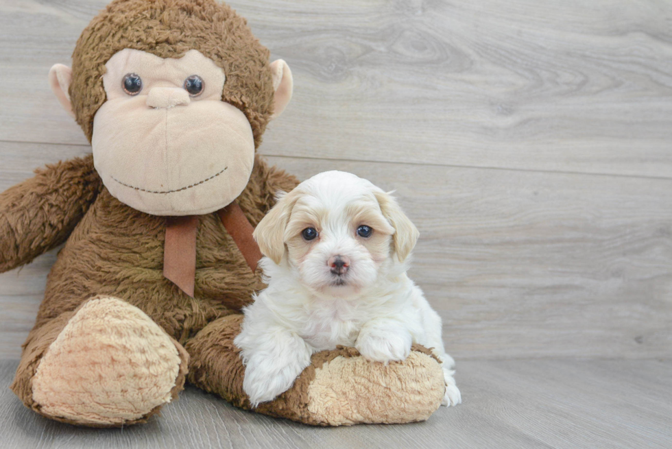 Happy Maltipoo Baby