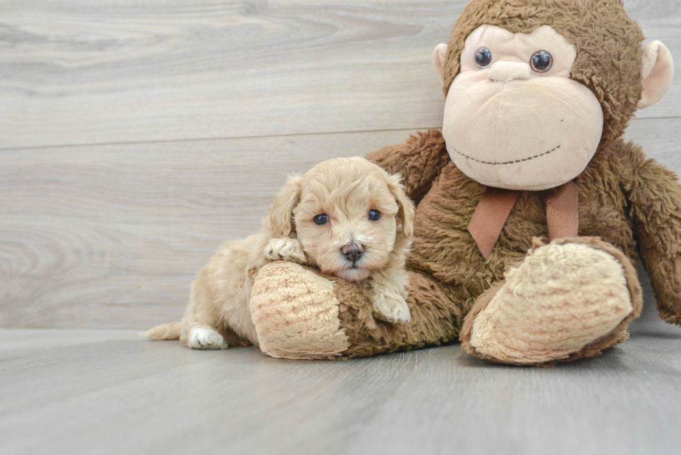 Maltipoo Puppy for Adoption