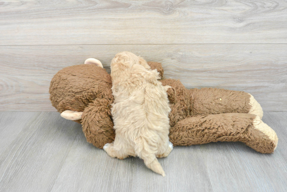 Maltipoo Pup Being Cute