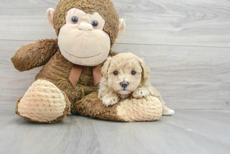 Smart Maltipoo Poodle Mix Pup