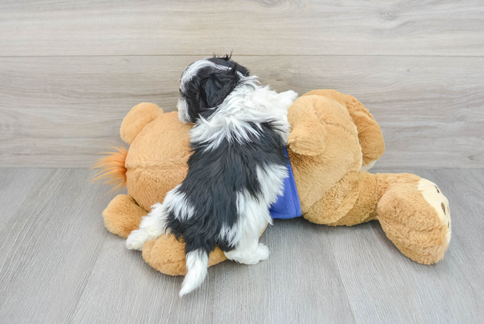 Petite Maltipoo Poodle Mix Pup