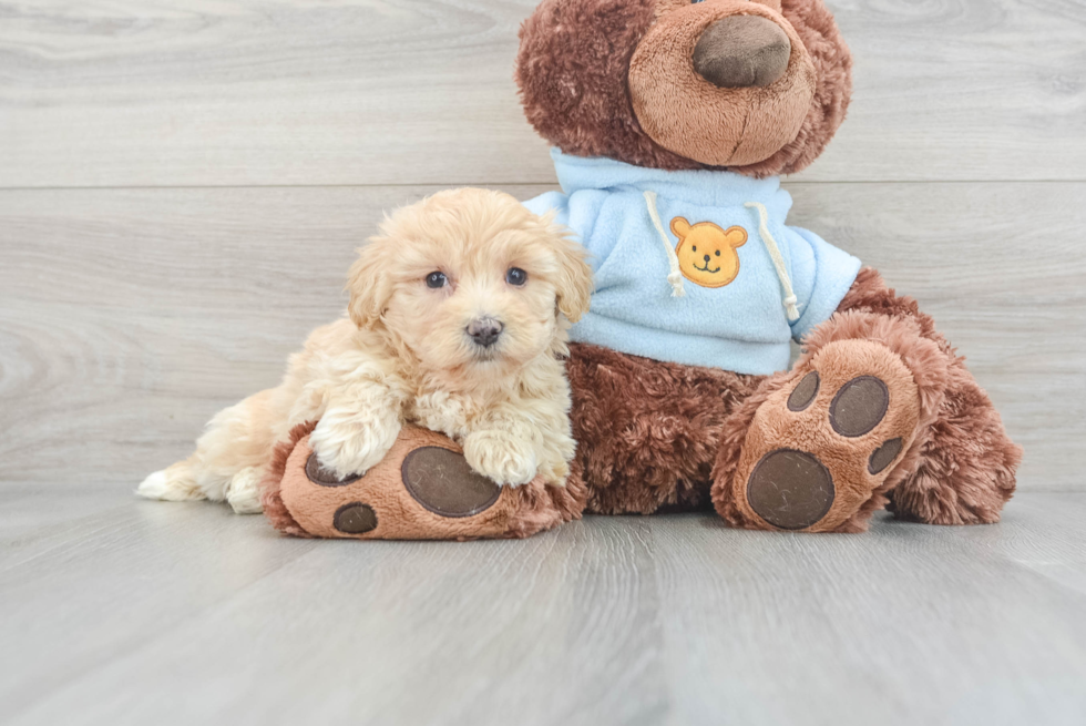 Maltipoo Puppy for Adoption