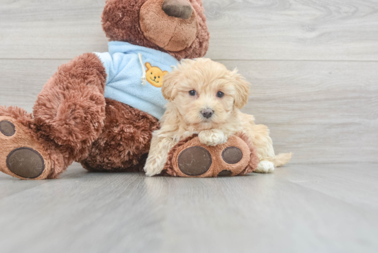 Energetic Maltese Poodle Poodle Mix Puppy