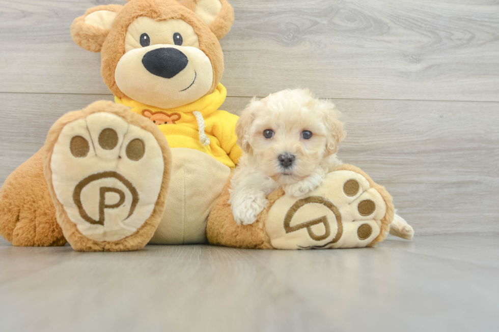 Best Maltipoo Baby