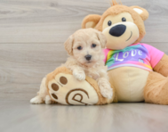 8 week old Maltipoo Puppy For Sale - Premier Pups