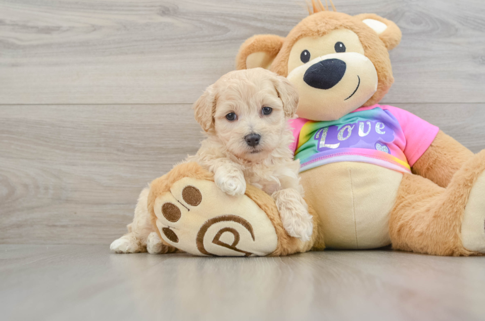 8 week old Maltipoo Puppy For Sale - Premier Pups