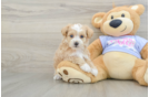Best Maltipoo Baby