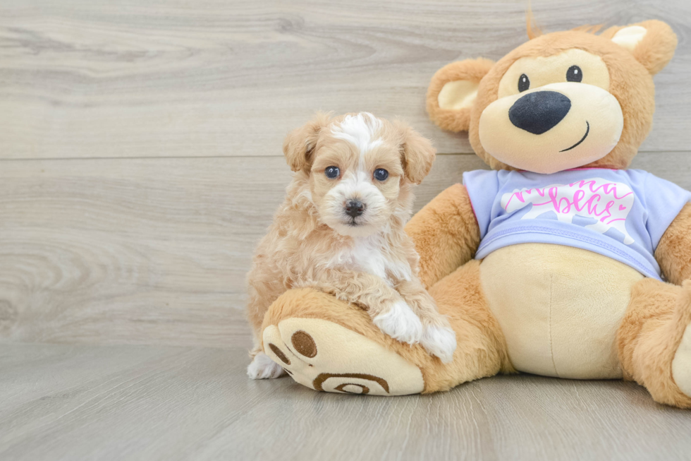 Best Maltipoo Baby
