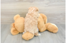 Happy Maltipoo Baby