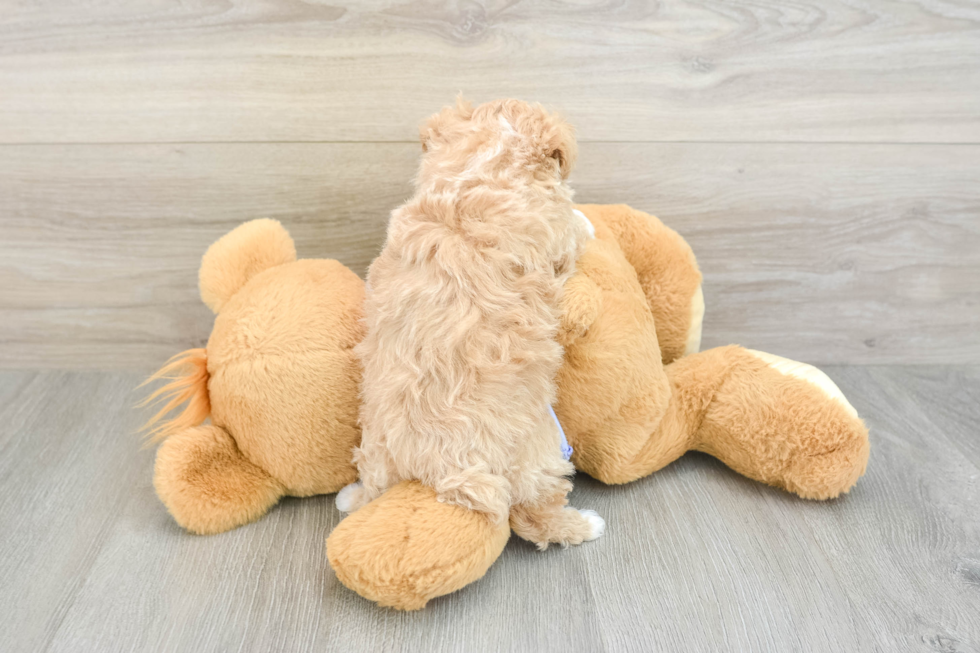 Happy Maltipoo Baby