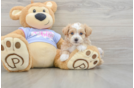 Friendly Maltipoo Baby