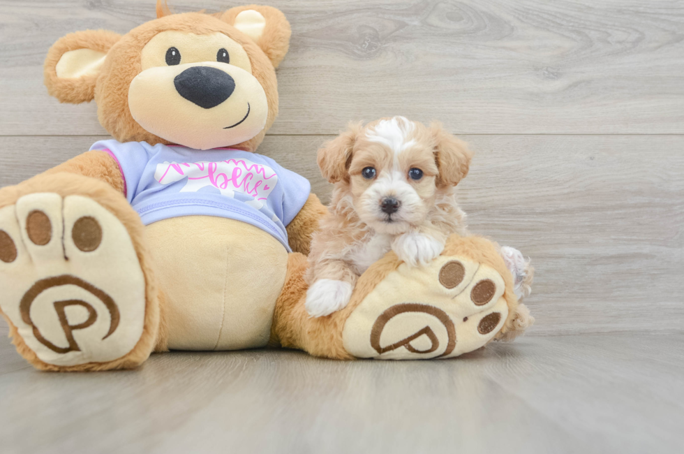 5 week old Maltipoo Puppy For Sale - Premier Pups