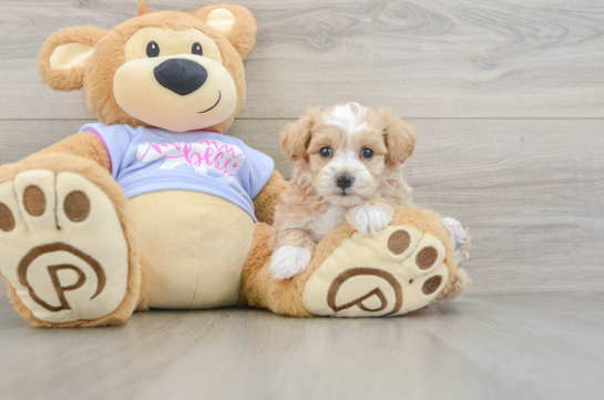 Friendly Maltipoo Baby