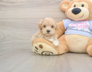 8 week old Maltipoo Puppy For Sale - Premier Pups