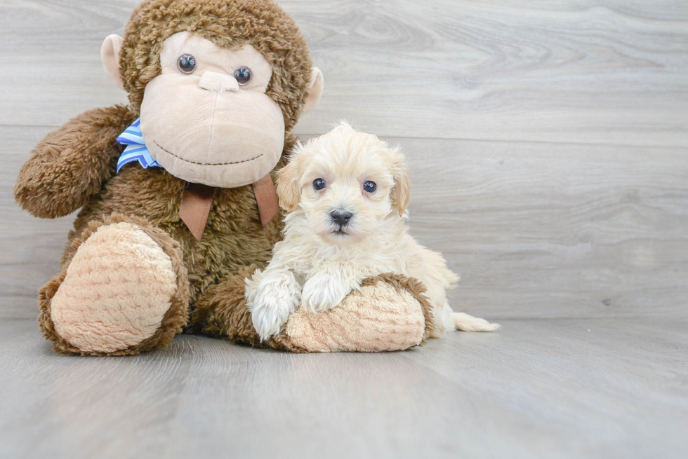 Maltipoo Pup Being Cute